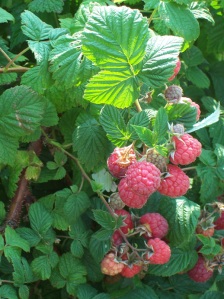 Beautiful berries